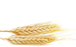 Wheat proteins