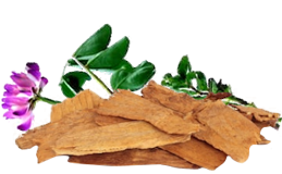 Astragalus root extract